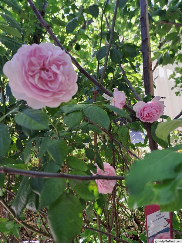 'Olivia Rose Austin ®' rose photo