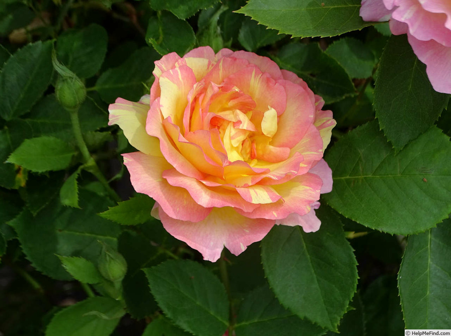 'Marc Chagall ™' rose photo