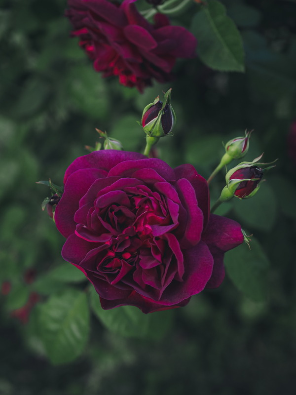 'Chianti' rose photo