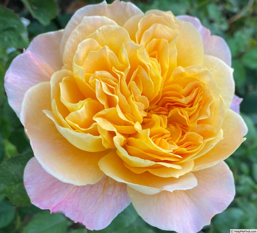 'The Impressionist ™ (shrub, Clements 2000)' rose photo