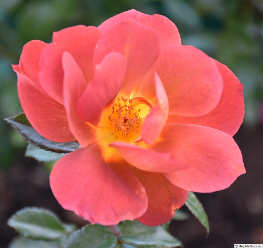'Espresso ® (floribunda, Spek 2013)' rose photo