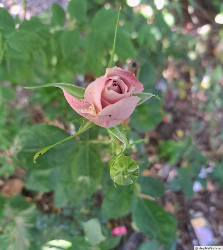 'Lyon Lumières ®' rose photo