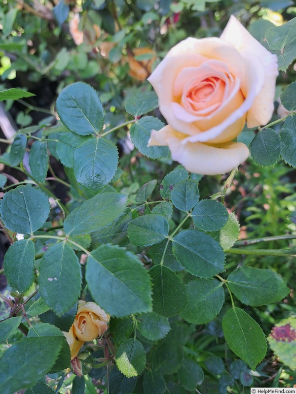 'Bathsheba' rose photo