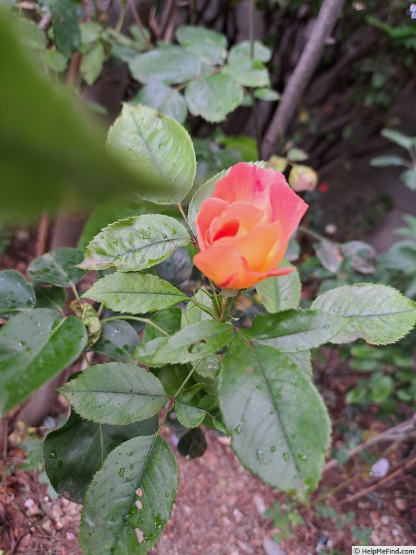 'Jardin d'Entêoulet ®' rose photo