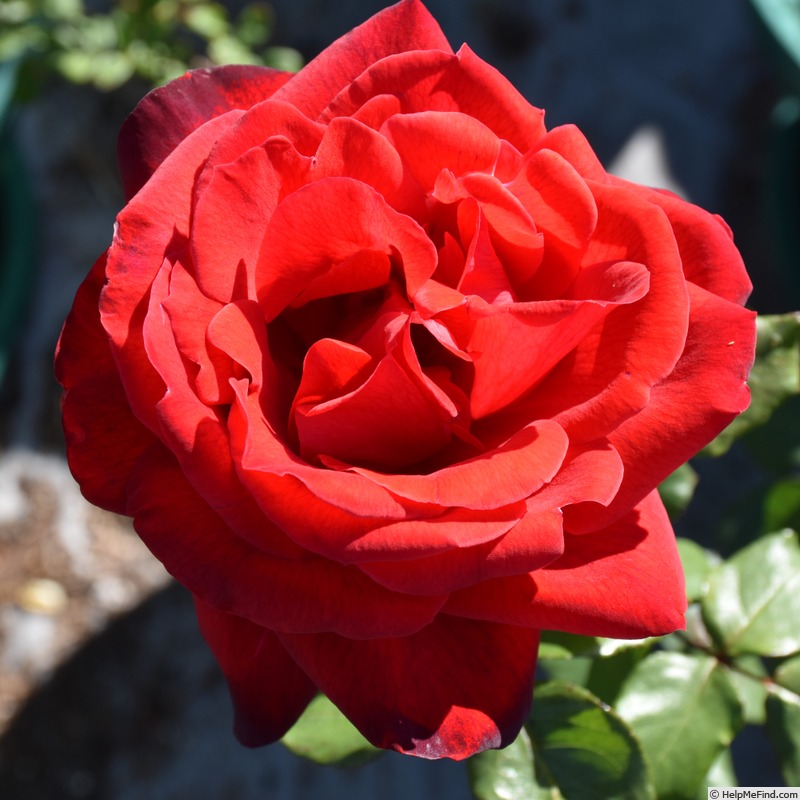 'Camara ®' rose photo
