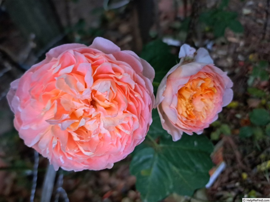 'Soleil Couchant ®' rose photo