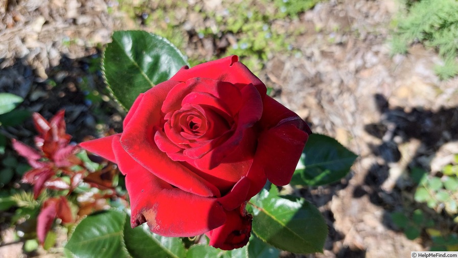 'Valentino ®' rose photo