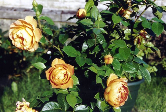 'Pat Austin ™' rose photo