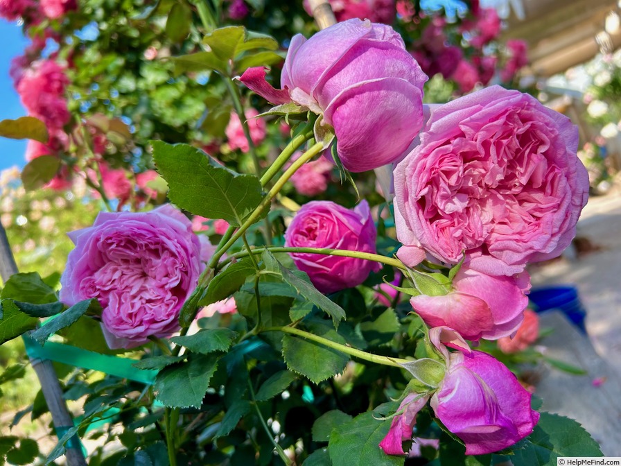 'Pretty Jessica' rose photo