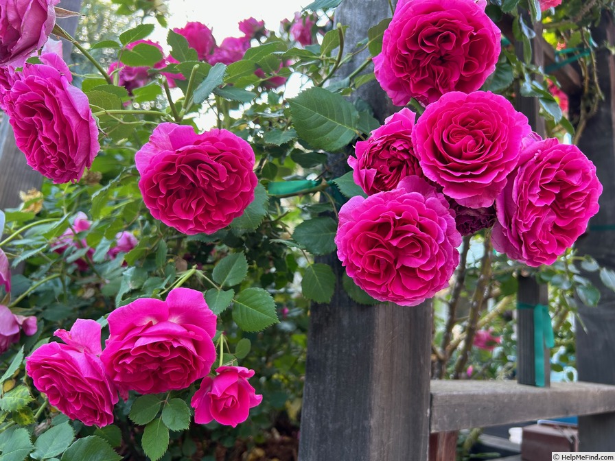 'Celestine (floribunda, Jalbert 2018)' rose photo