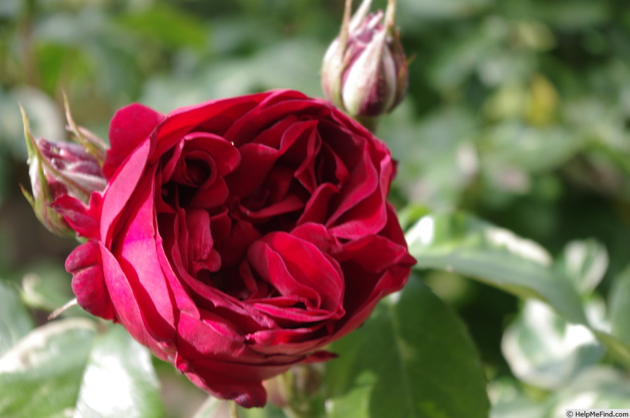 'Elie Semoun ®' rose photo