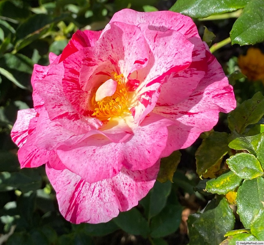 'Tigress ™ (grandiflora, Zary 2005)' rose photo