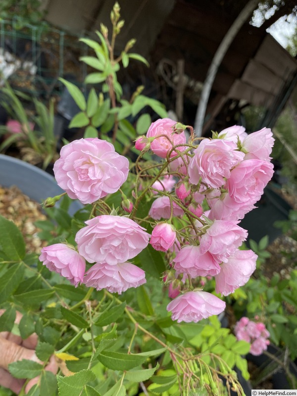 'Heavenly Pink ® (Hybrid Musk, Lens 1997)' rose photo