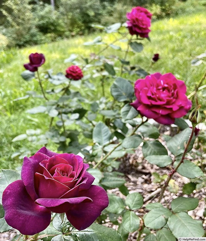 'Dark Desire' rose photo