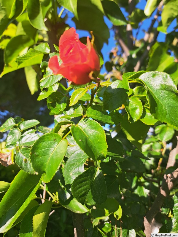 'Orangerie ®' rose photo