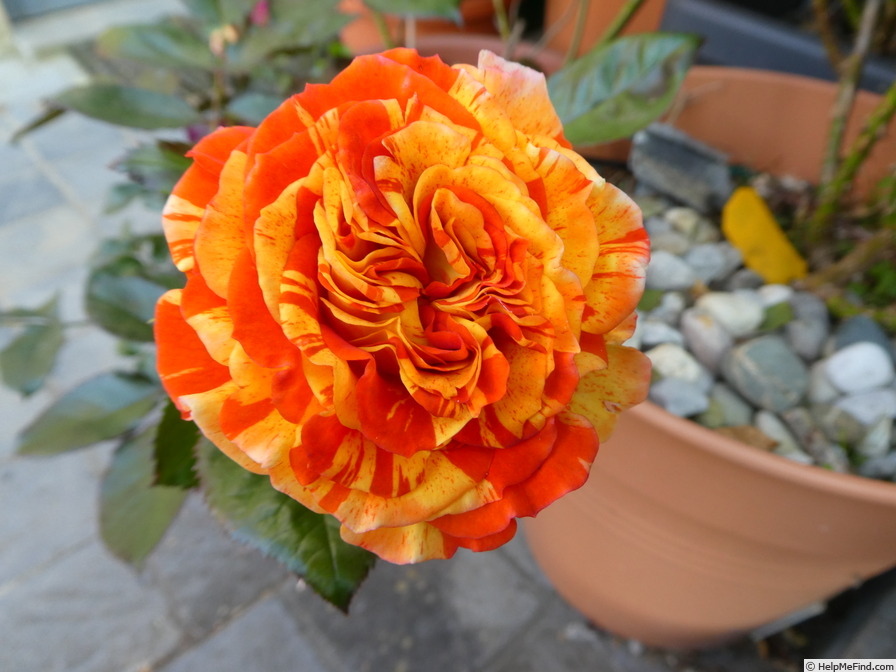 'Oranges 'n' Lemons ™' rose photo