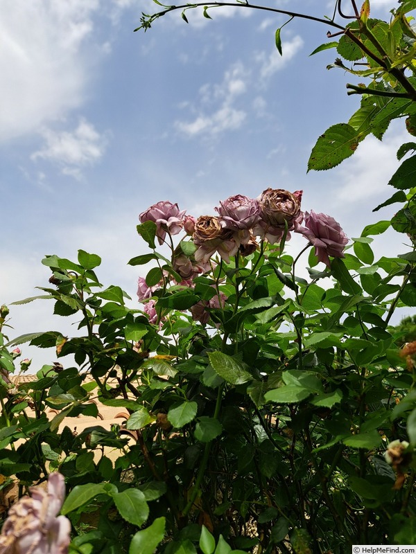 'Novalis ®' rose photo