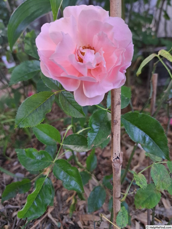 'Botticelli ®' rose photo
