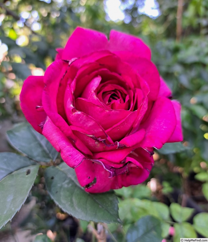 'Kazatchok ®' rose photo