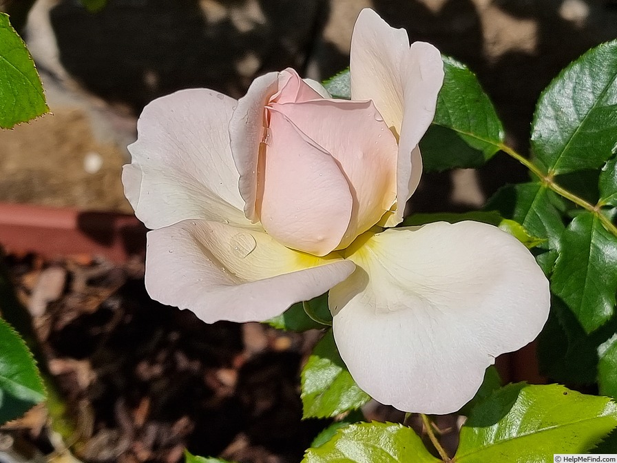 'Chandos Beauty' rose photo