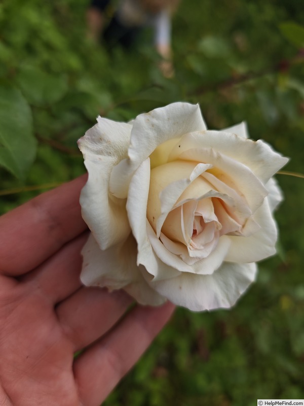 'Madame Charles' rose photo