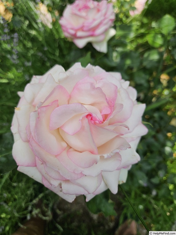 'Honoré de Balzac ® (floribunda, Meillans, 1996)' rose photo