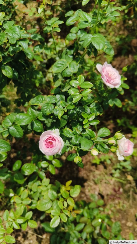 'Mon Coeur' rose photo