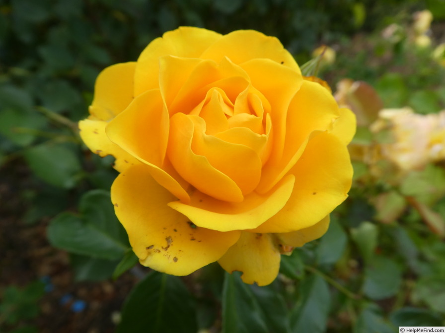 'Gold Reef ®' rose photo
