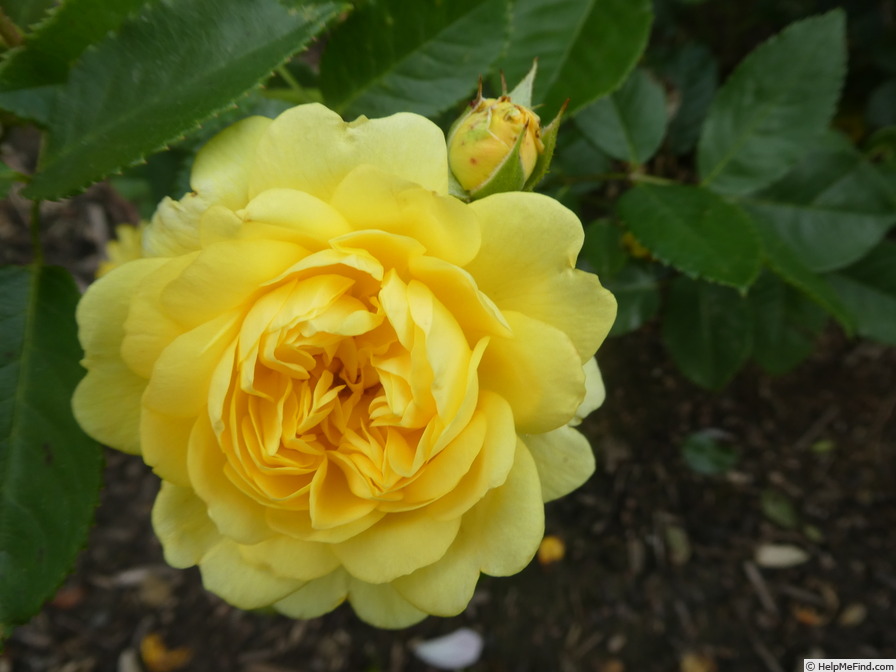 'Yellow Meilove ®' rose photo
