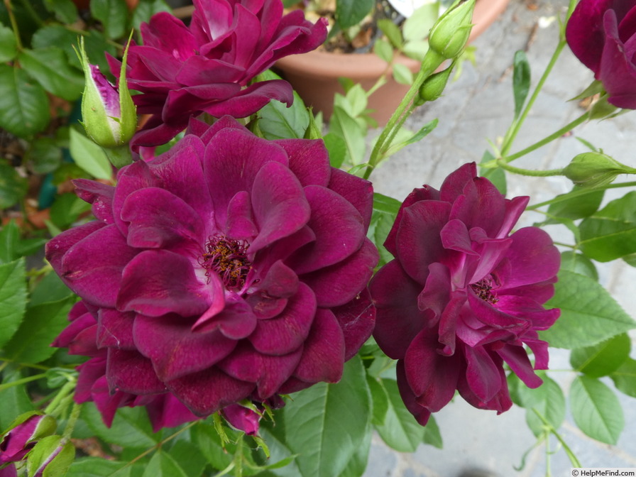 'Burgundy Ice' rose photo