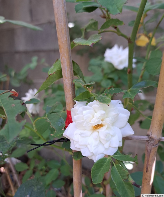'Iceberg (floribunda, Kordes 1958)' rose photo