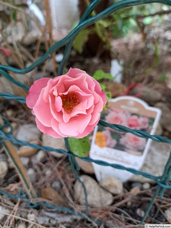 'Botticelli ®' rose photo