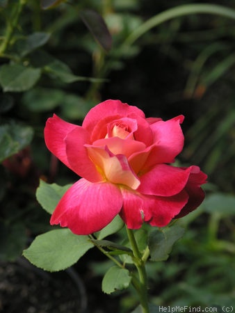 'Luscious (hybrid tea, Perry 2003)' rose photo