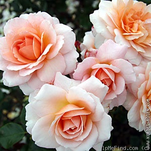 'Schloss Eutin ® Fairy Tale' rose photo