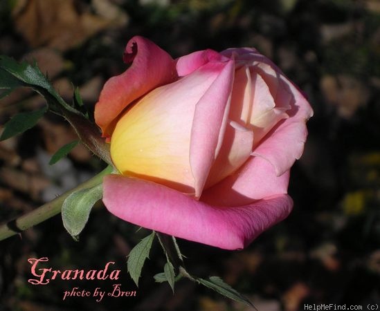 'Granada (hybrid tea, Lindquist, 1963)' rose photo