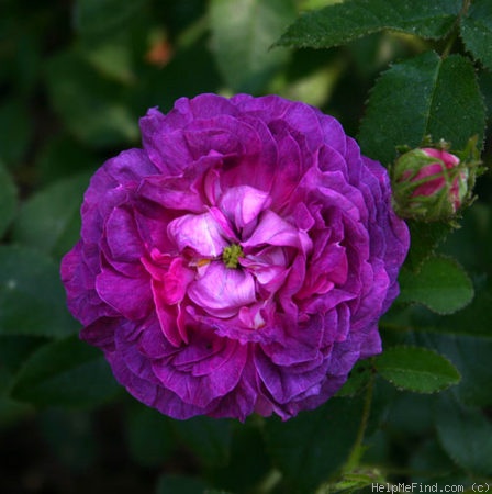 'Belle de Crécy (Gallica, Roeser, 1829)' rose photo