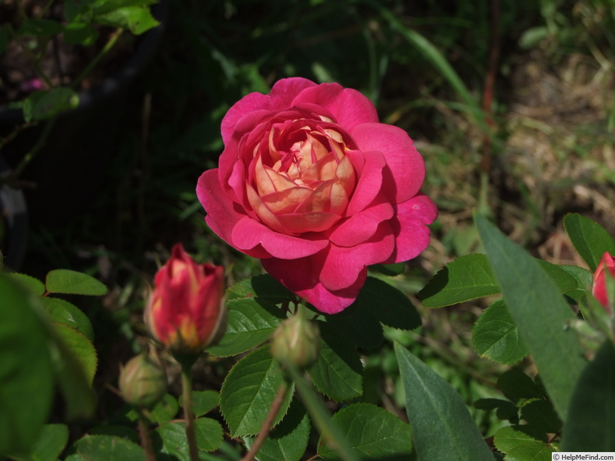 'Feroxia' rose photo