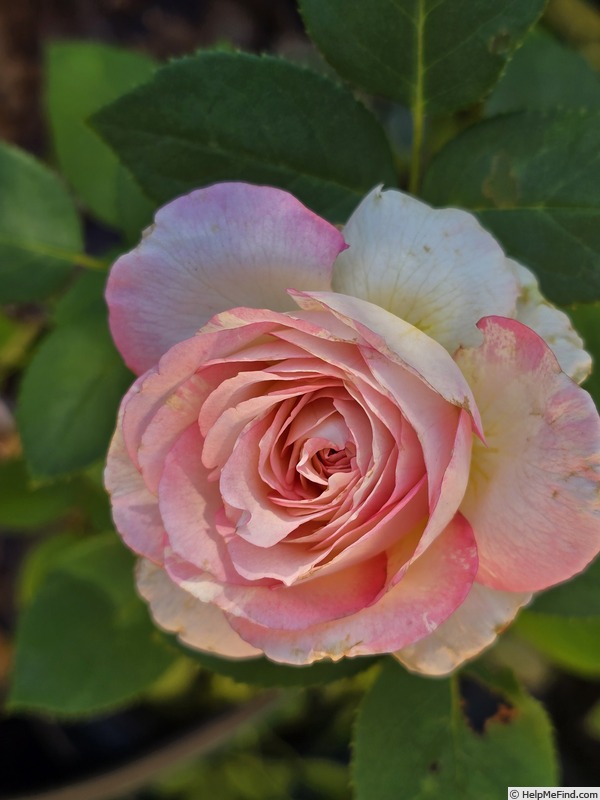 'Marc Chagall ™' rose photo