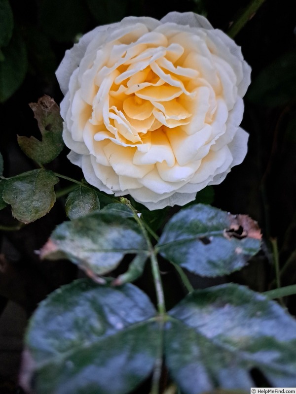 'Covent Garden (floribunda, Harkness 1999)' rose photo