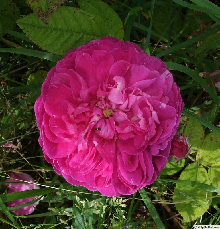 'Pink Oeillet Parfait' rose photo