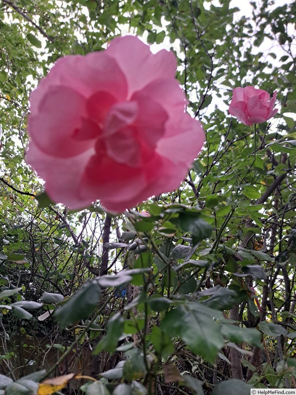 'Bordure Rose No. 2' rose photo