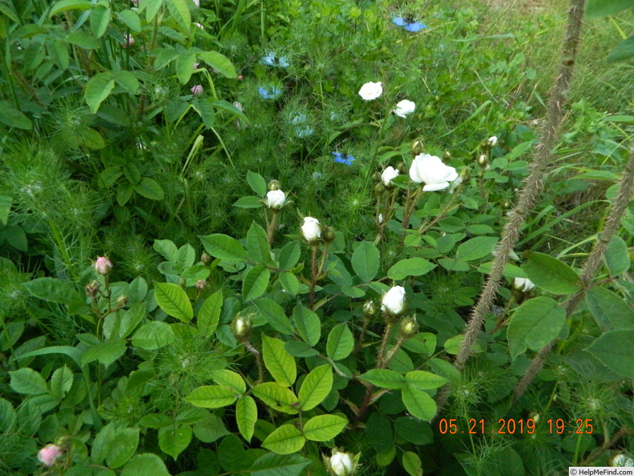 'Centifolia Muscosa 'Blanche Moreau'' rose photo