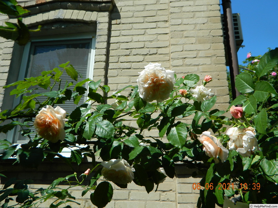 'Rose de Tolbiac' rose photo