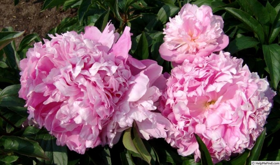 'Enchanteresse' peony photo