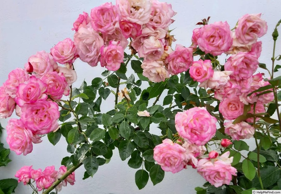 'Arlequin (climber, Kordes, 1986)' rose photo