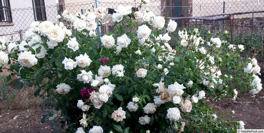 'Alaska ® (climber, Kordes  2005/14)' rose photo