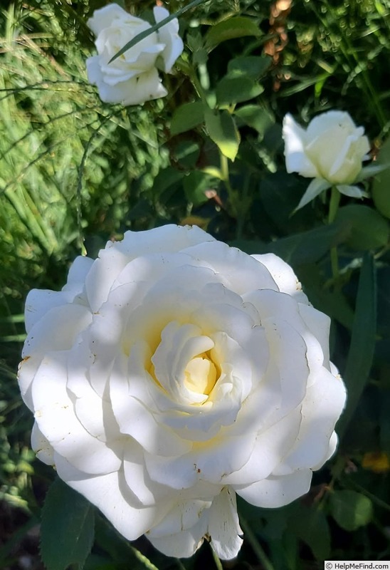 'Letizia ® (hybrid tea, Kordes, 1998)' rose photo