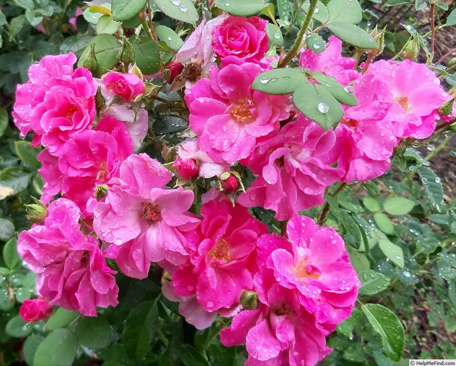 'Georges Moustaki ®' rose photo