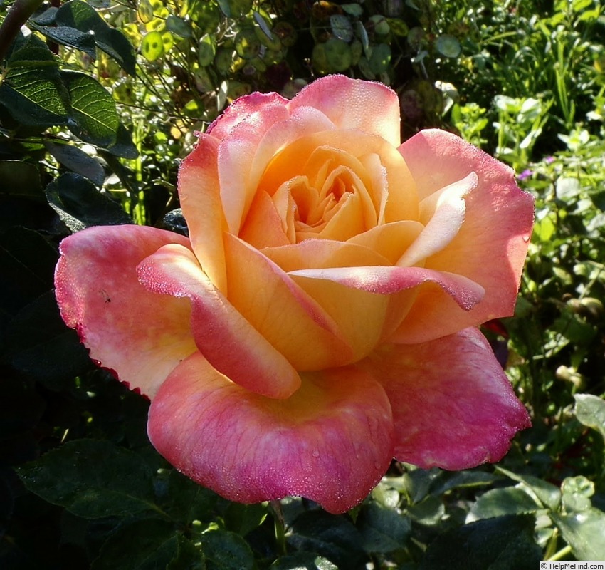 'Speelwark ™' rose photo