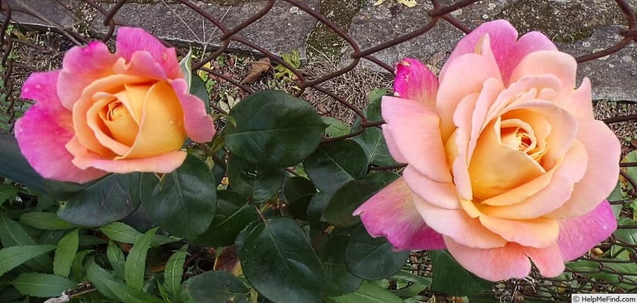 'Tahiti (hybrid tea, Meilland, 1947)' rose photo